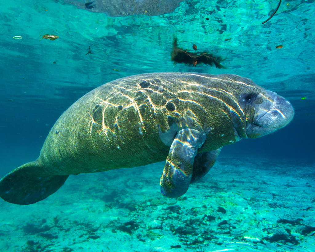 Marine Ocean Planet Academy Training Course
