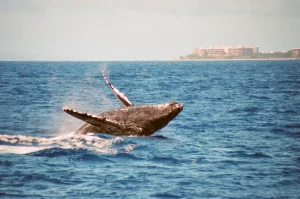 Whale - Ocean Planet Academy